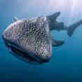 #whaleshark  - Scubaspa Yin