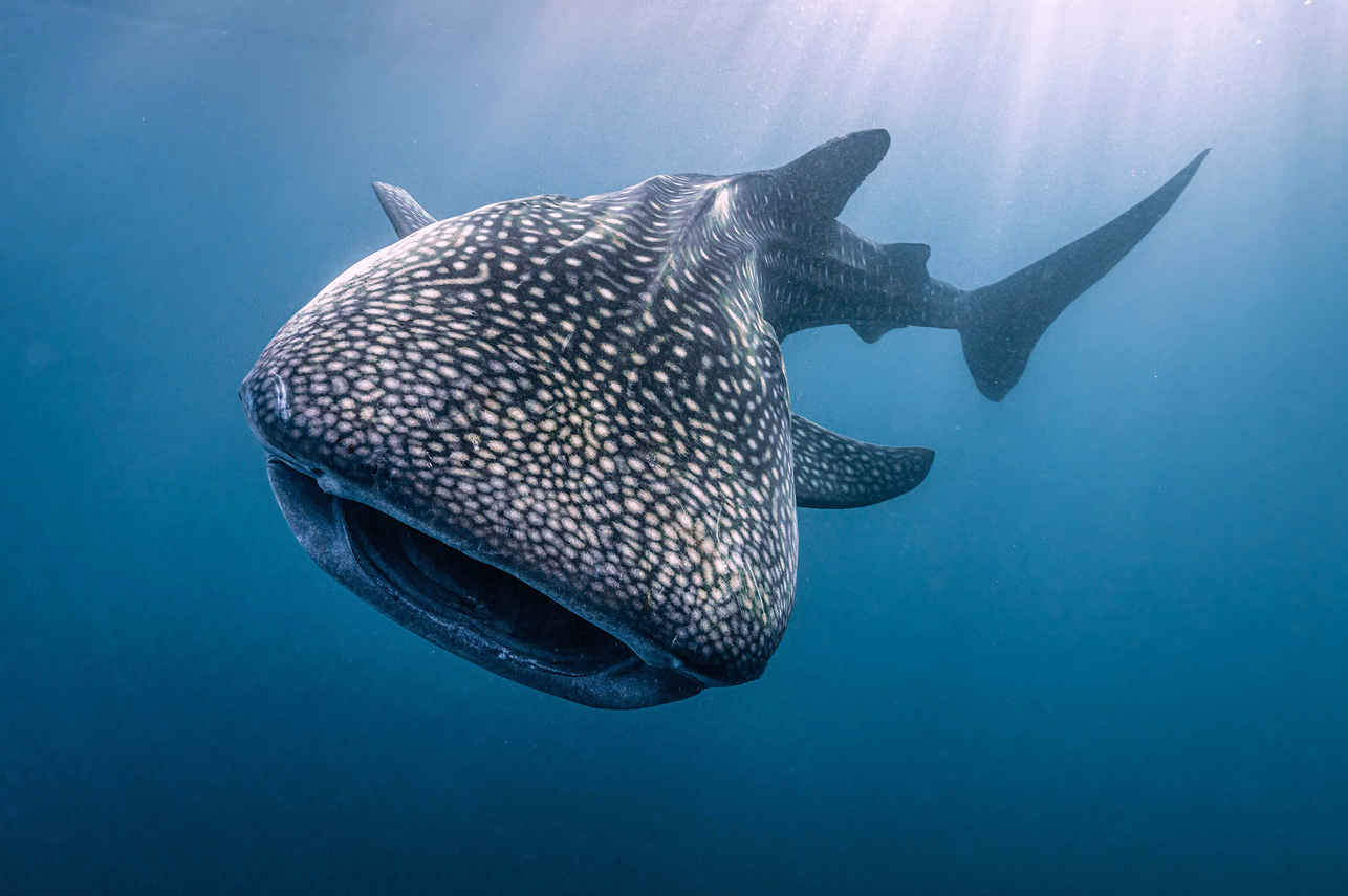 #whaleshark - Scubaspa Yin