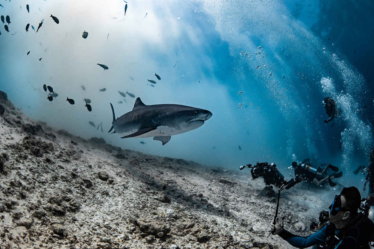 鲨鱼 - Scubaspa Yin