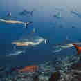 Marine Life - Scubaspa Yin