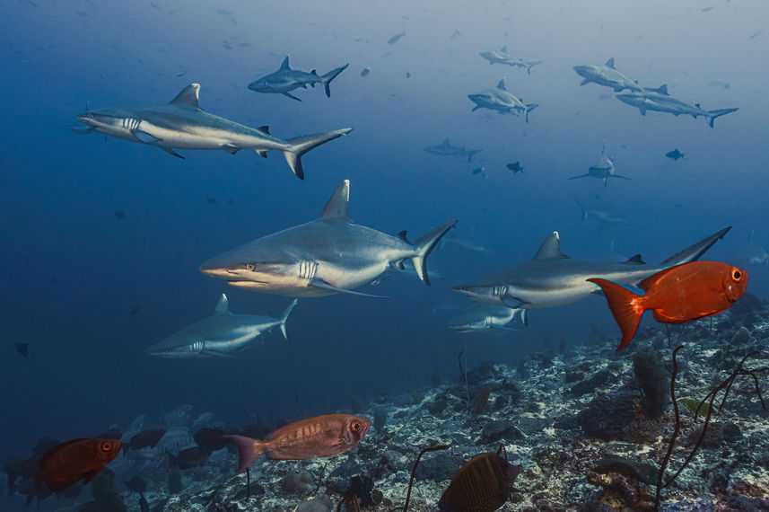 Marine Life - Scubaspa Yin