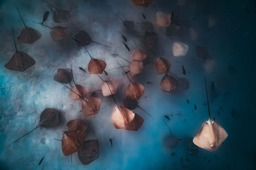 Manta Ray - Scubaspa Yin