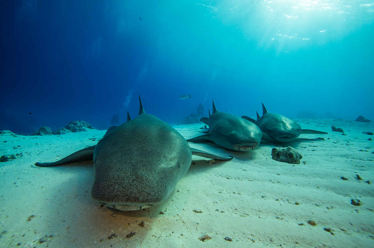 鲨鱼 - Scubaspa Yin