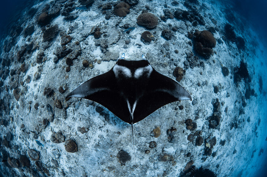 Manta Ray - Scubaspa Yin