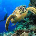 Turtle - Scubaspa Yin