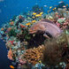 Coral Reef - Scubaspa Yin