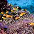Marine Life - Scubaspa Yin