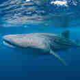 Marine Life - Scubaspa Yin