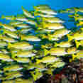Marine Life - Scubaspa Yin