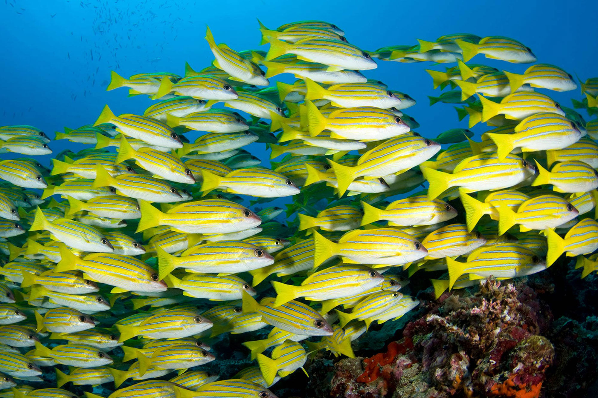 Coral Reef - Scubaspa Yin