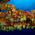 Coral Reef - Scubaspa Yin