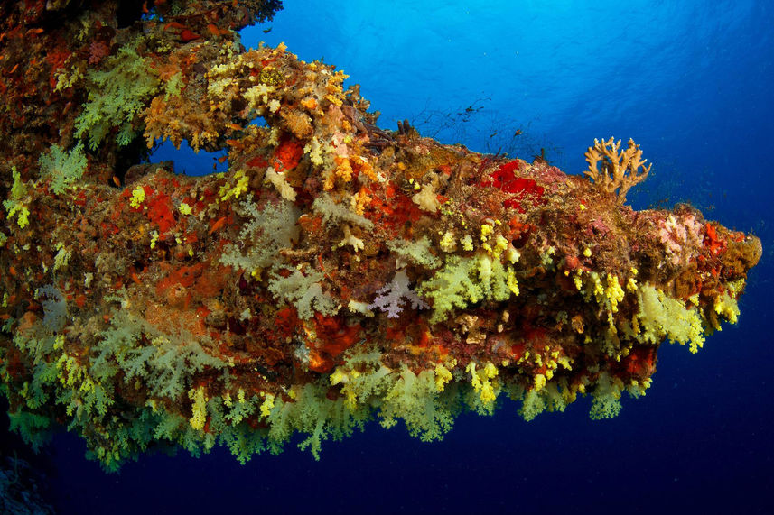 Recife de Coral - Scubaspa Yin