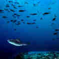 Marine Life - Scubaspa Yin