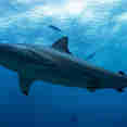 Shark - Scubaspa Yin