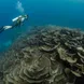 Diving - Palau Siren