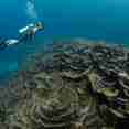 Diving - Palau Siren