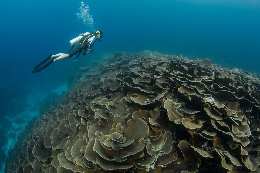 Diving - Palau Siren