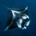 Подводный мир - Palau Siren