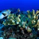 Vida Marinha - Palau Siren