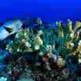Подводный мир - Palau Siren