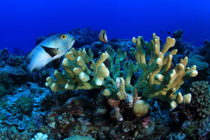 Подводный мир - Palau Siren