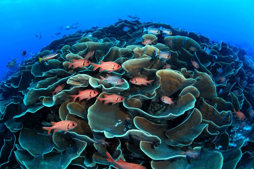 Recife de Coral - Palau Siren