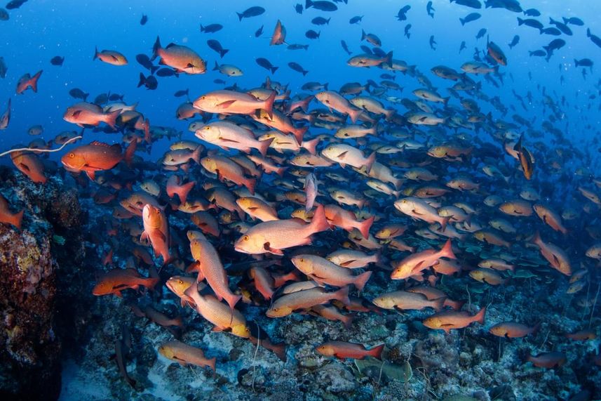 Marine Life - Palau Siren