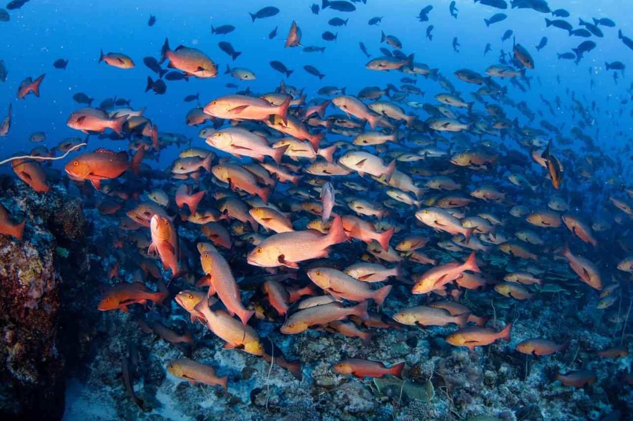 Vie aquatique - Palau Siren