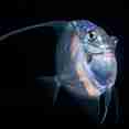 Подводный мир - Palau Siren