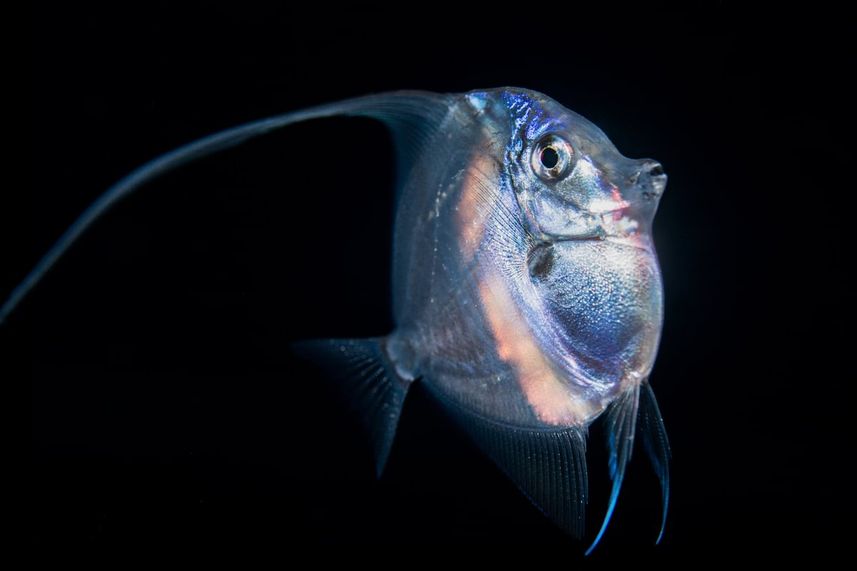 Marine Life - Palau Siren