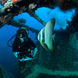 Diving - Palau Siren