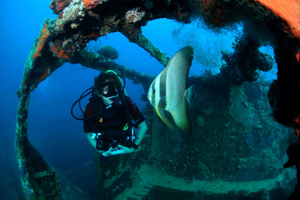 Diving - Palau Siren