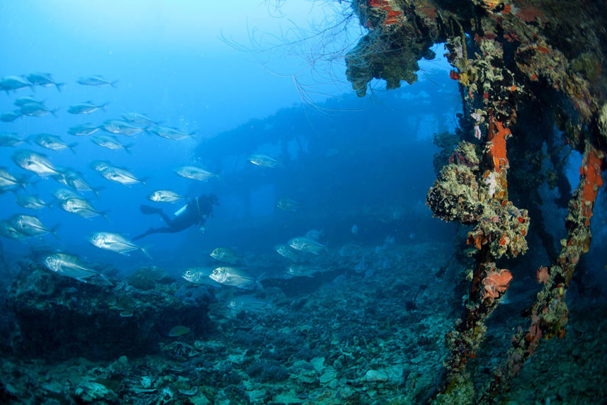 Diving - Palau Siren