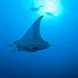 Manta Ray  - Palau Siren