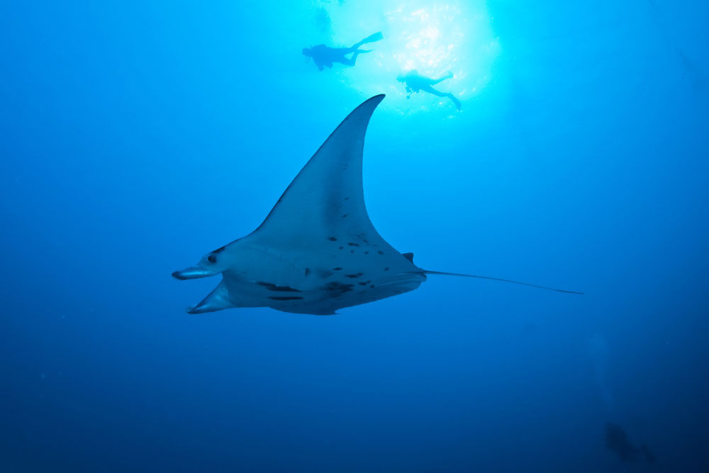 Manta Ray - Palau Siren