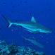 Shark - Palau Siren