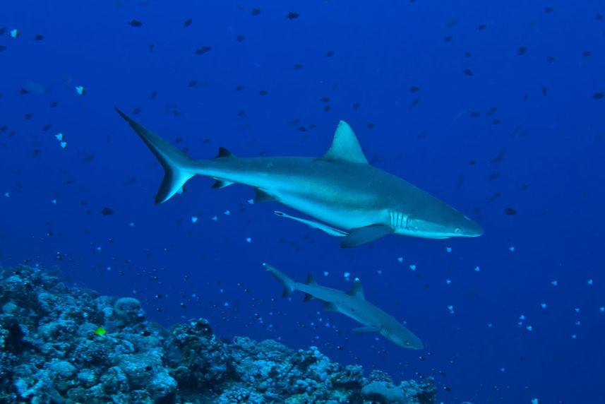 Requin - Palau Siren