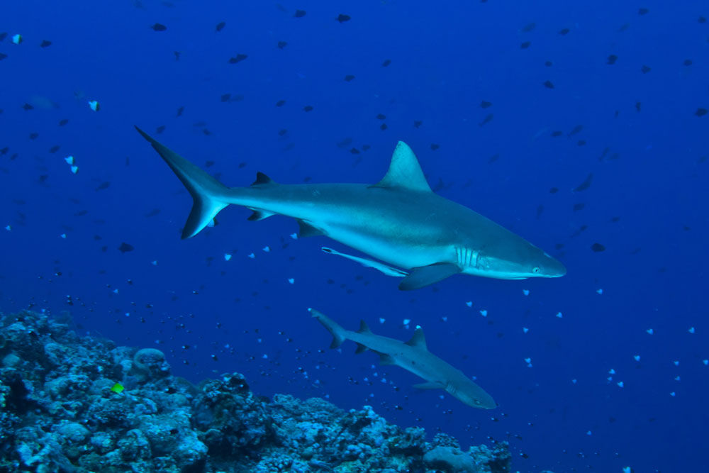 Shark - Palau Siren