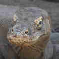 #komododragon  - Moana
