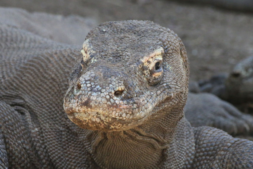 #komododragon  - Moana