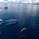 Dolphins along side the bow of Moana