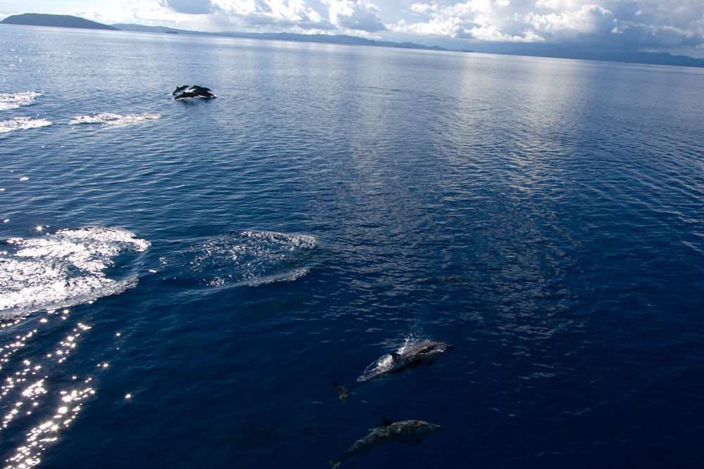 Dolphins along side the bow of Moana