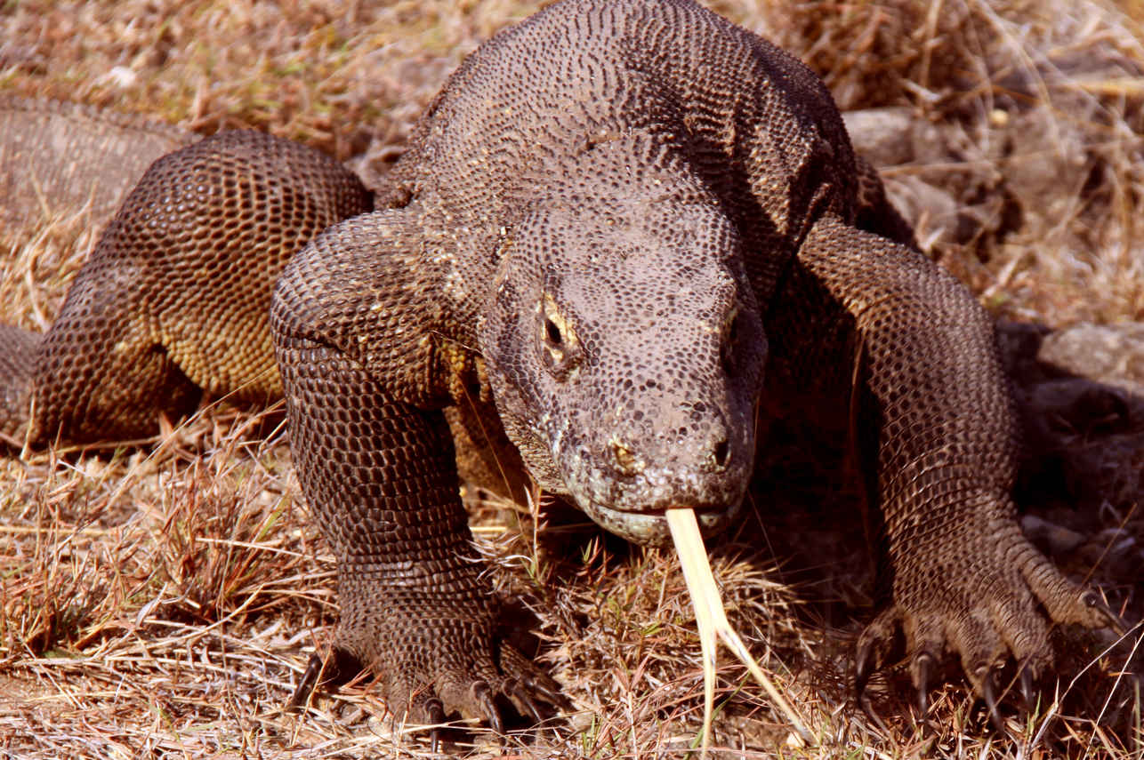 Dragão de Komodo - Moana