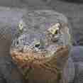 Dragão de Komodo - Moana
