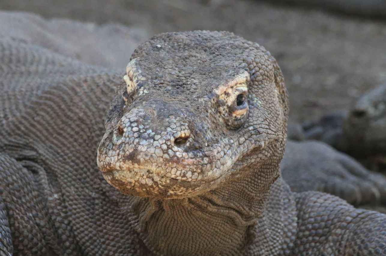 Dragão de Komodo - Moana