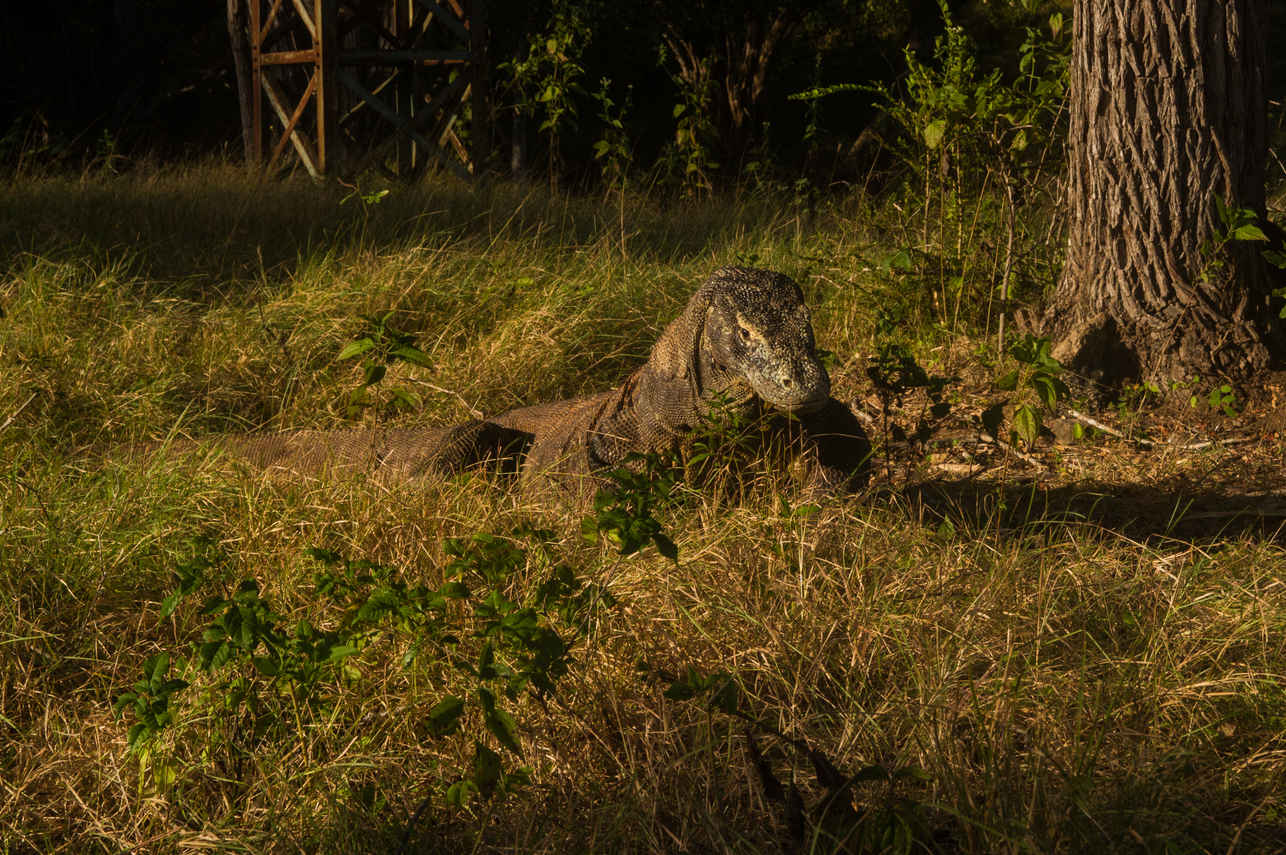 Dragão de Komodo - Moana