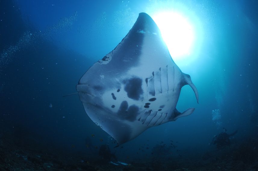 Marine Life - Moana