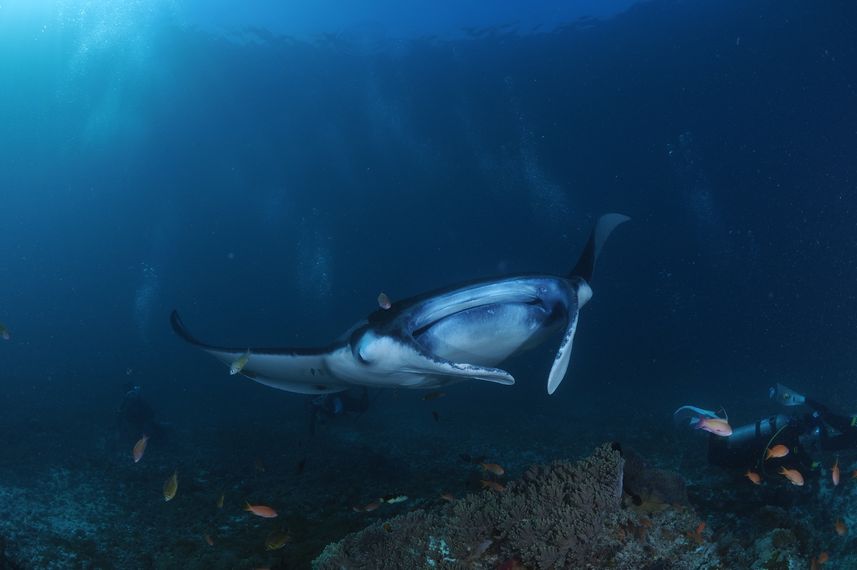 Marine Life - Moana