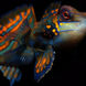 Mandarin Fish