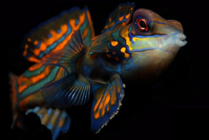 Mandarin Fish